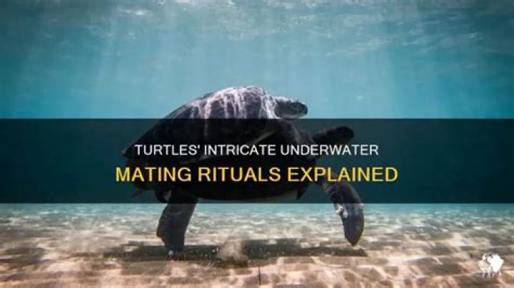 How do turtles mate in water?