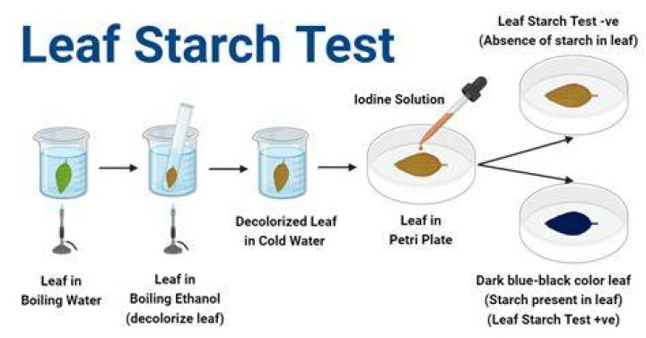 How do we test the presence of starch in leaves?