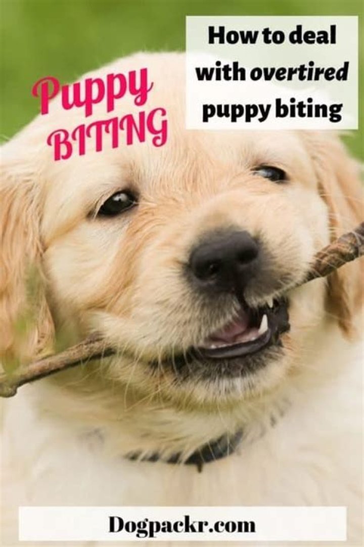 How do you calm an overtired puppy?