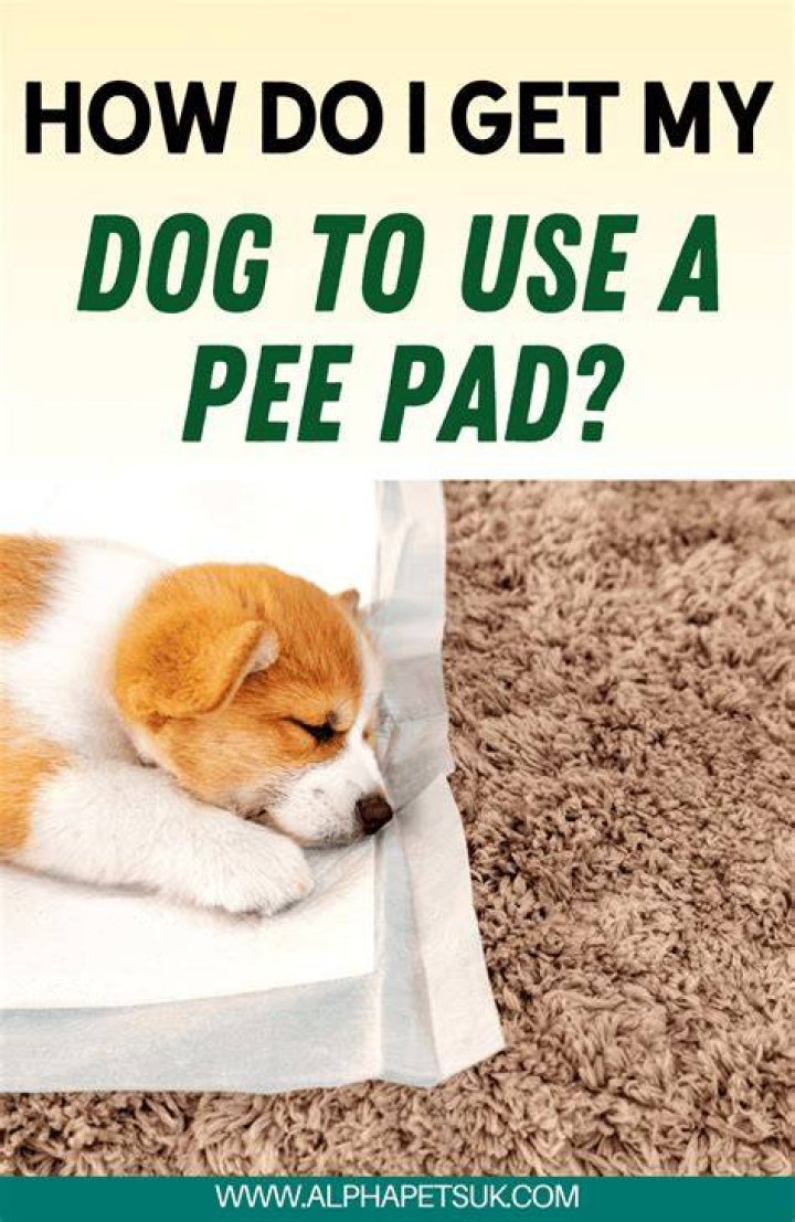 How do you discipline a puppy to pee on the floor?