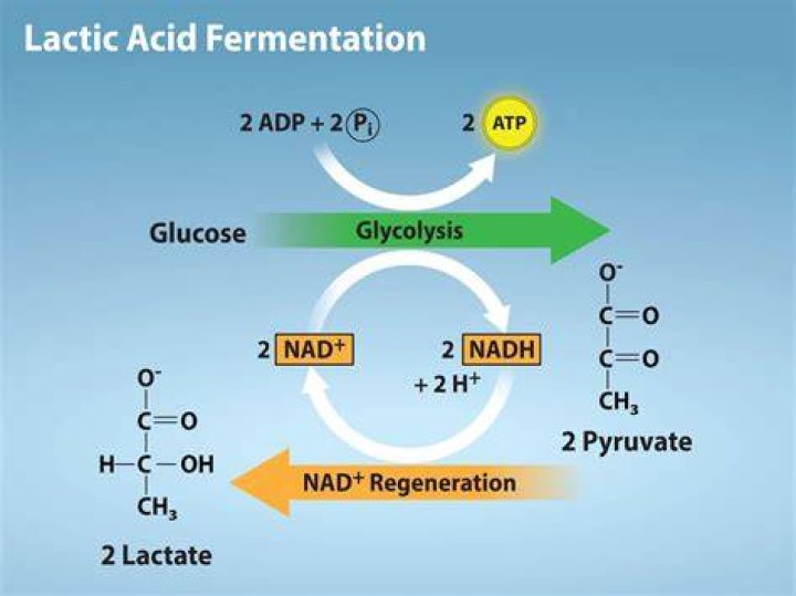 How do you drain lactic acid from cycling legs?