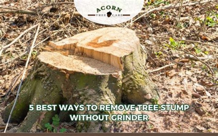 How do you dry out a tree stump?