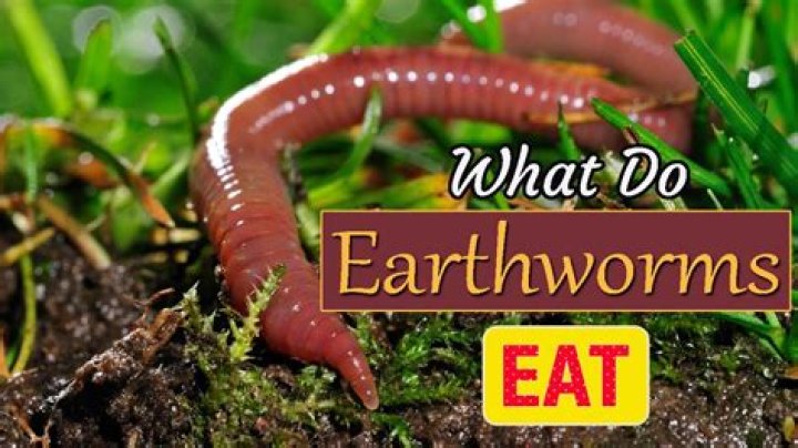 How do you eat an earthworm movie?