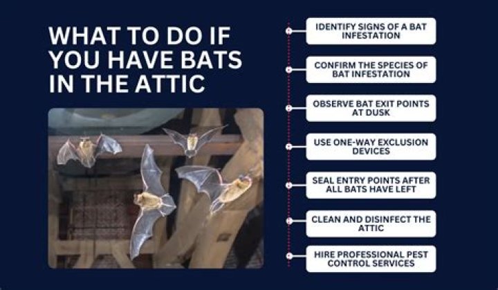 How do you get rid of a bat in the attic?