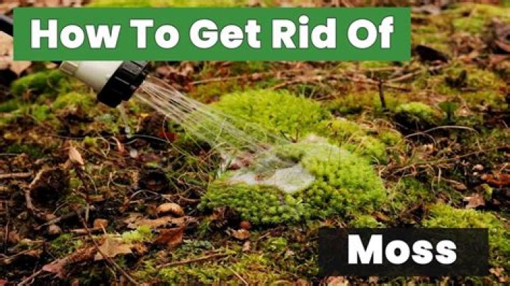 How do you get rid of algae and moss?