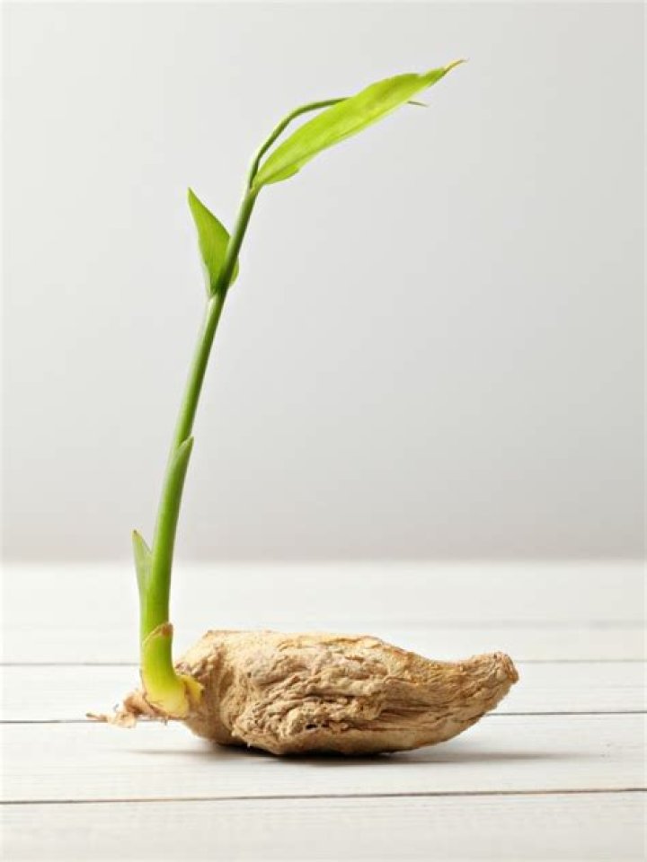 How do you grow ginger root that has sprouted?