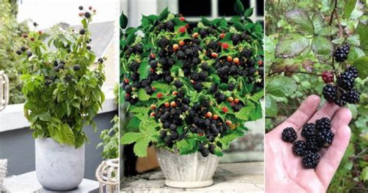 How do you home can blackberries?
