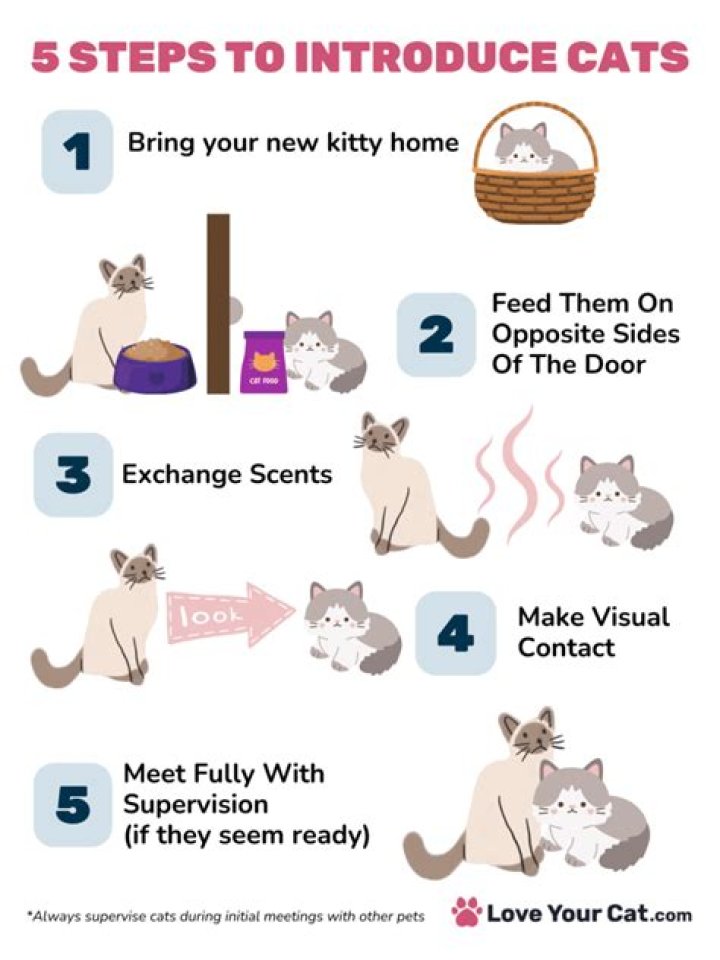 How do you introduce cats to not get along?