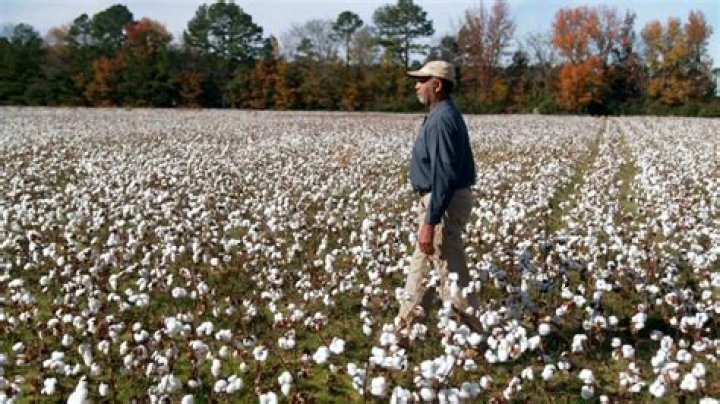 How do you keep cotton from shrinking?