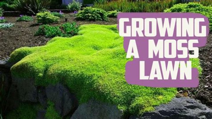 How do you keep moss from growing on a stone wall?