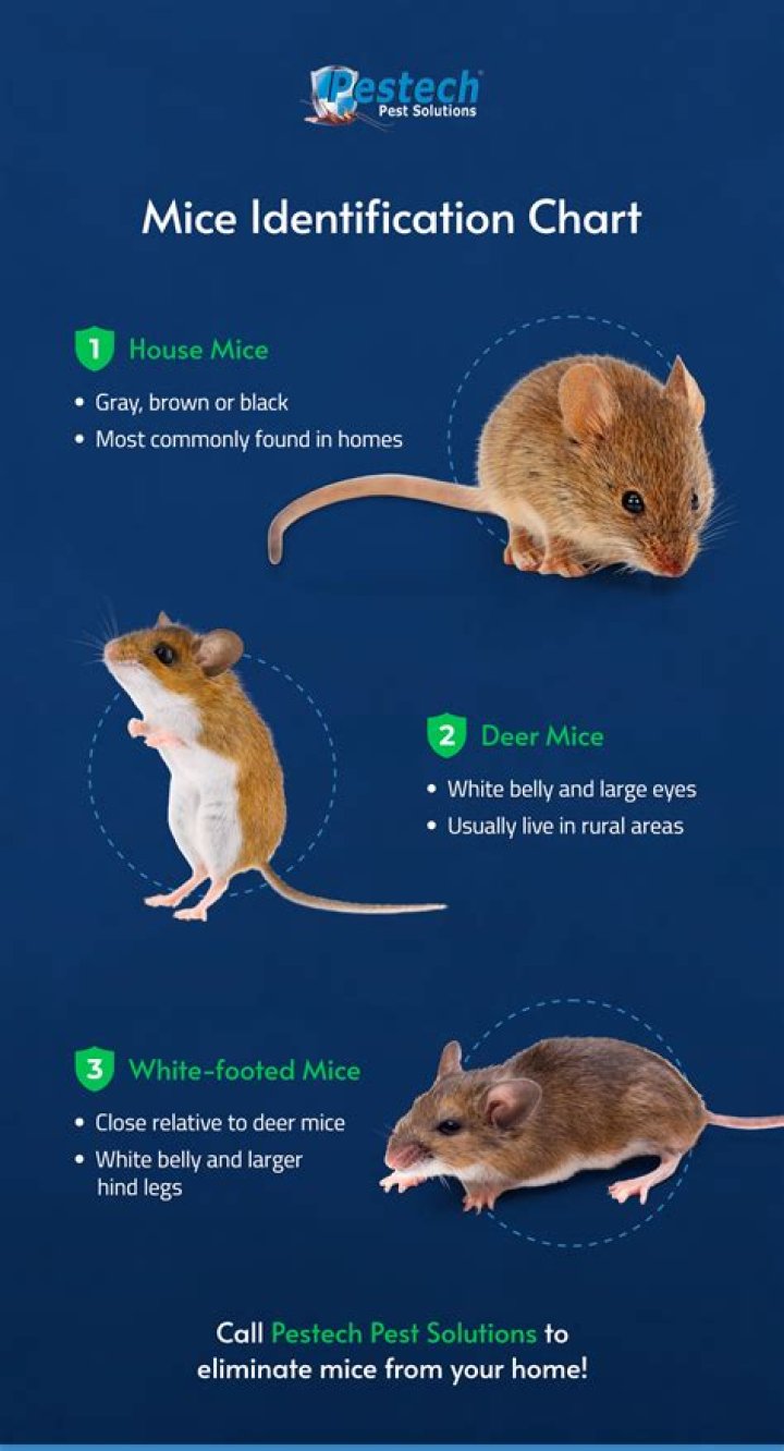 How do you know if mice are in your walls?