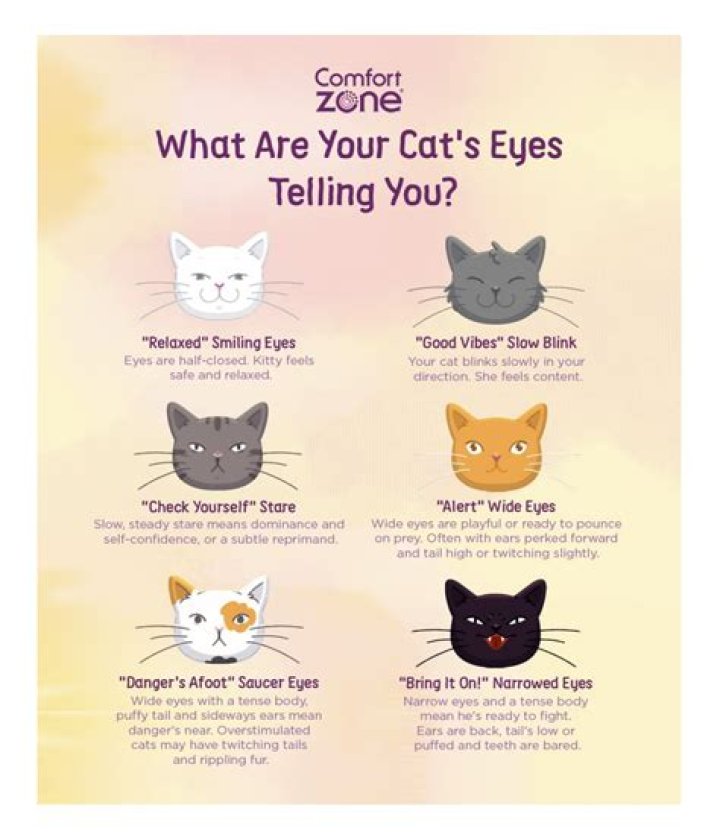 How do you know if your cats don't like each other?