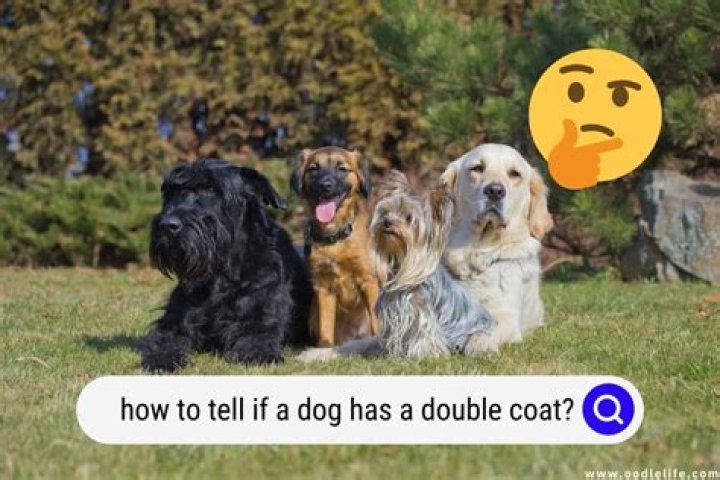 How do you know if your dog is ok after a fall?