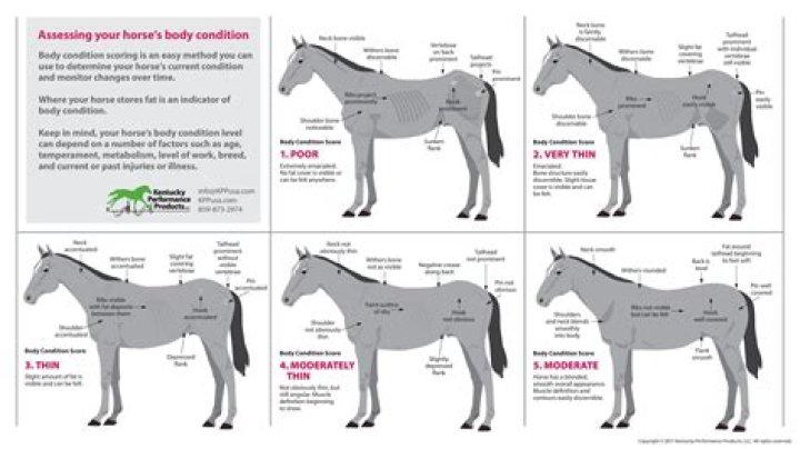 How do you know if your horse is grass affected?
