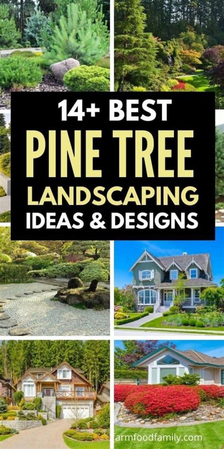 How do you landscape around a pine tree?