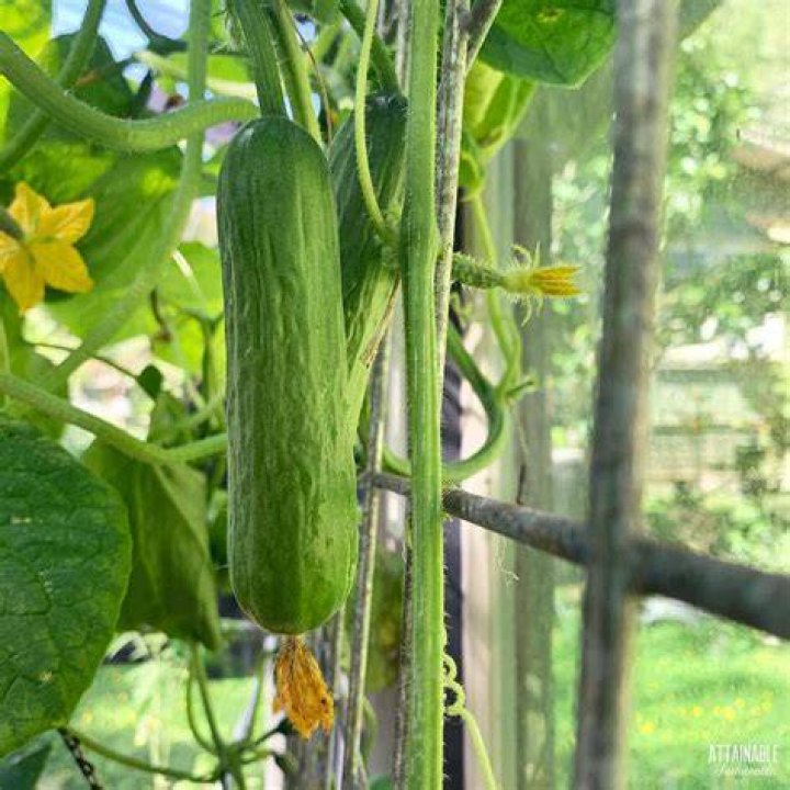 How do you look after cucumbers in a greenhouse?