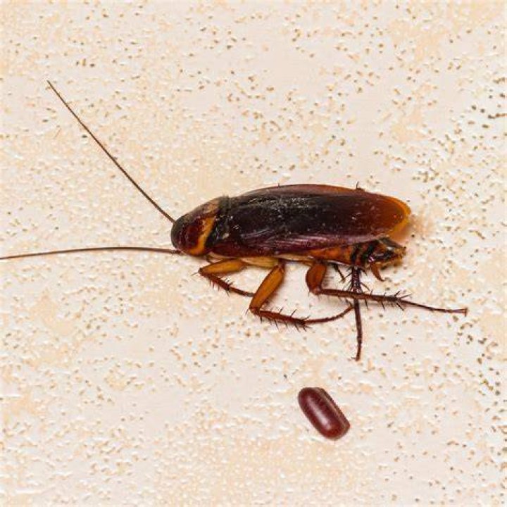 How do you lure a cockroach out of hiding?