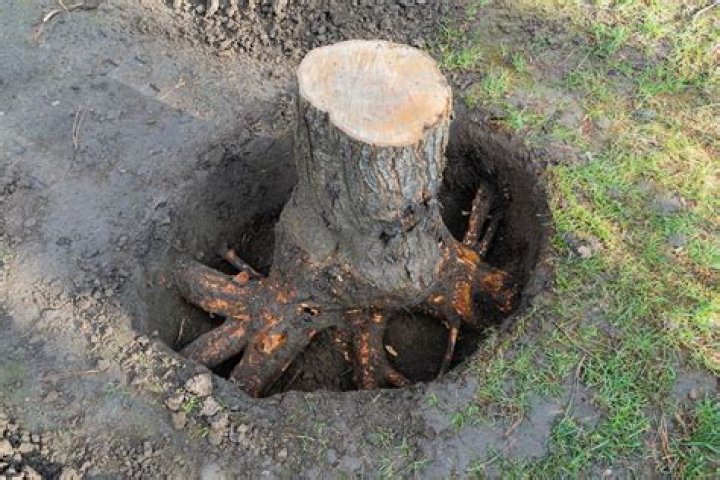 How do you make a tree stump hollow?