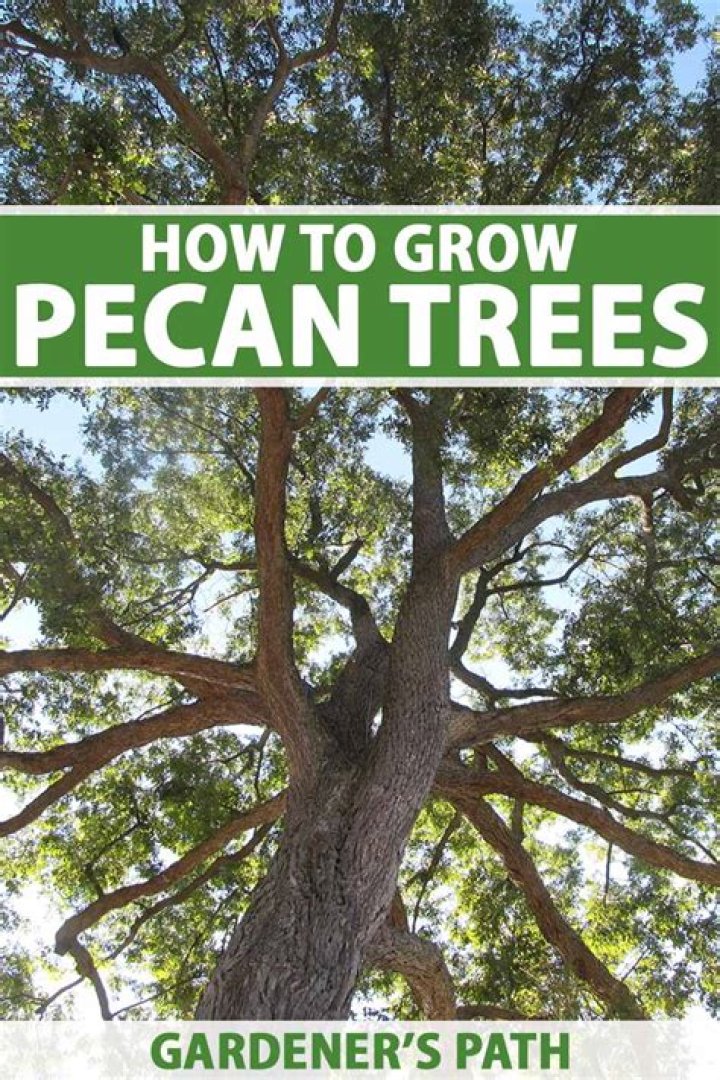 How do you make pecan mulch?