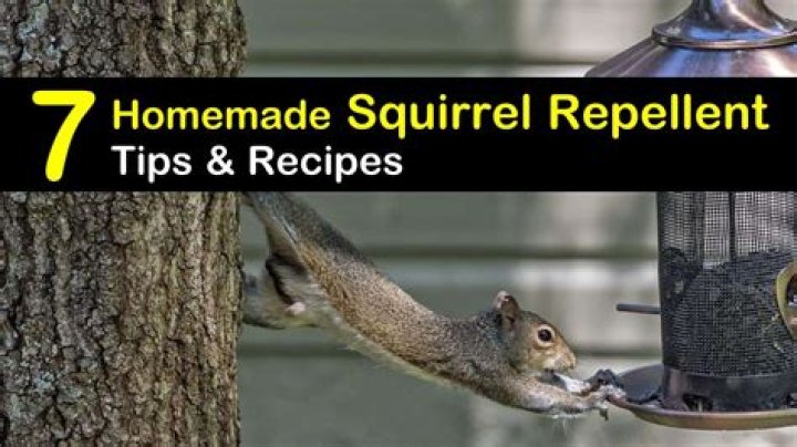 How do you make squirrel repellent?