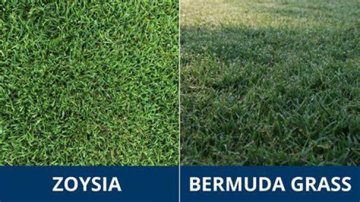 How do you mow Zoysia grass?