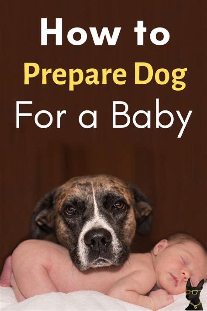 How do you prepare a dog for a baby?