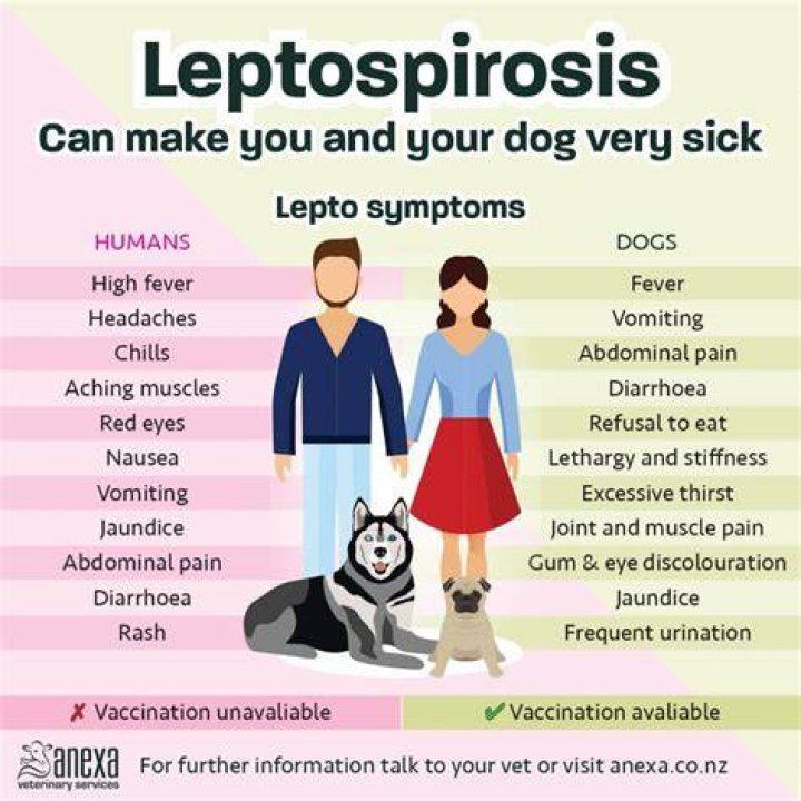 How do you prevent leptospirosis in dogs?