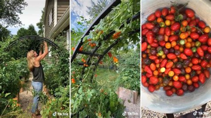 How do you protect outdoor tomatoes?