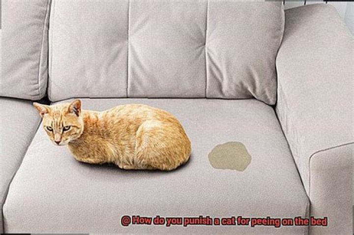 How do you punish a cat for peeing on the bed?