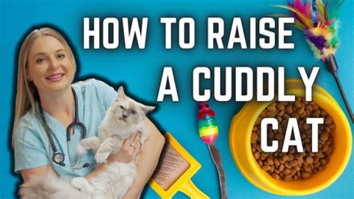 How do you raise a cuddly cat?