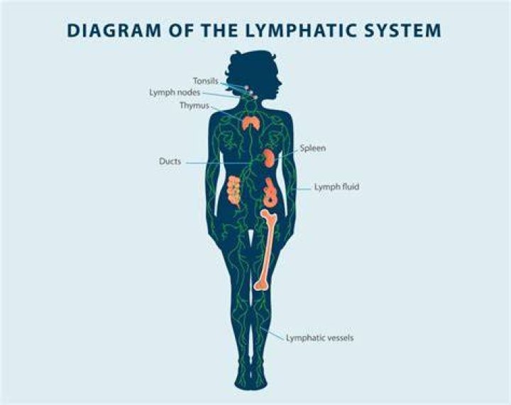 How do you reset your lymphatic system?