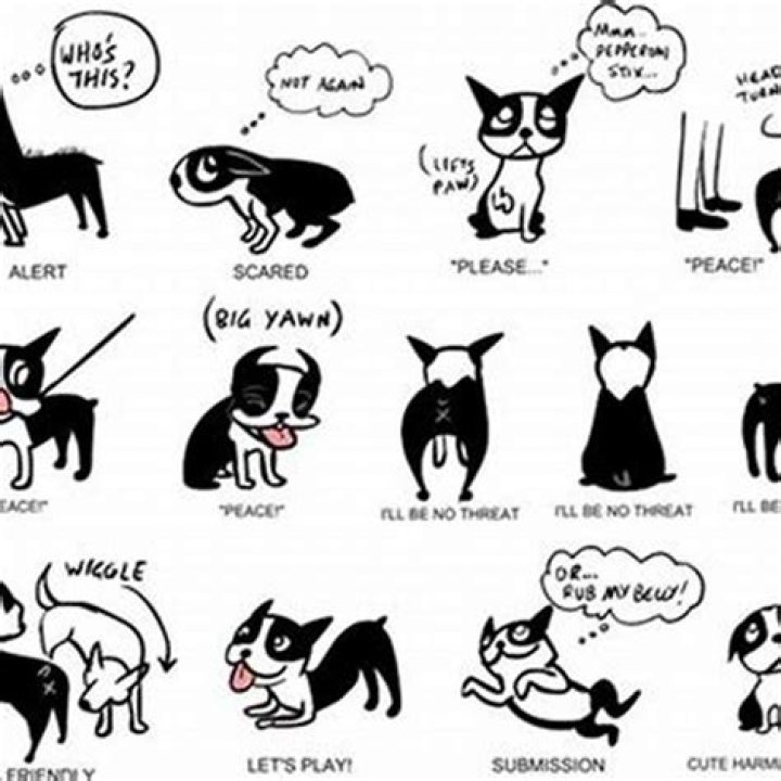 How do you say hello in cat language?
