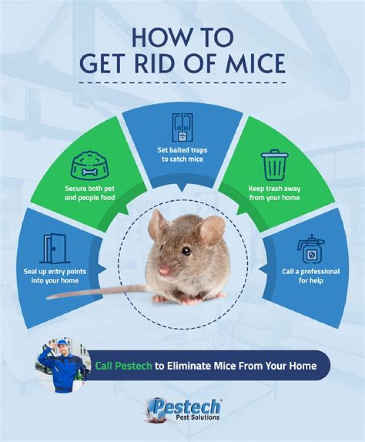 How do you scare away mice?
