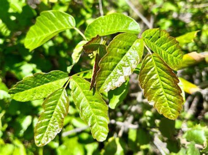 How do you secretly poison a tree?