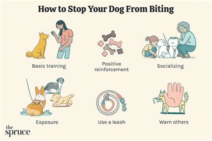 How do you stop your dog from itching and biting itself?