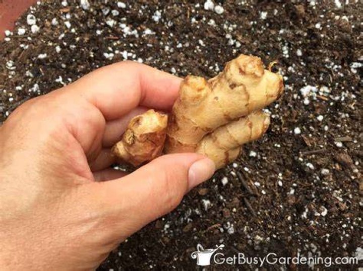 How do you store ginger for planting?