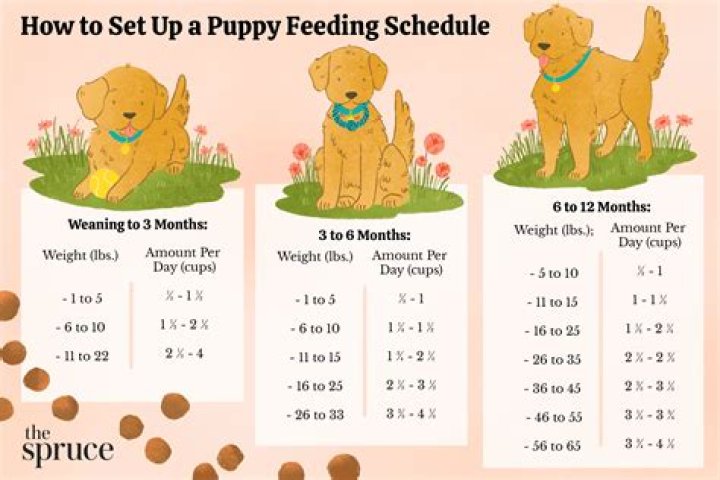 How do you teach a puppy no?