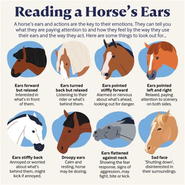 How do you tell a horse's mood?