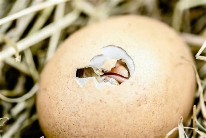 How do you tell if a chick has died in the egg?
