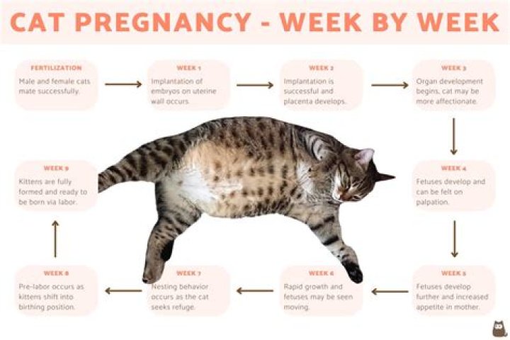 How do you tell if your cat is impacted?