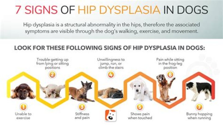 How does a dog act with hip dysplasia?