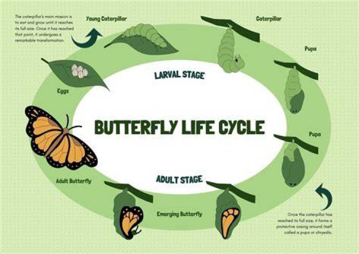 How does a worm become a butterfly?