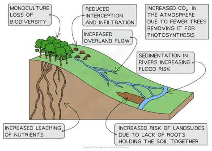 How does deforestation cause flooding?
