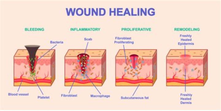 How does skin heal after being cut?
