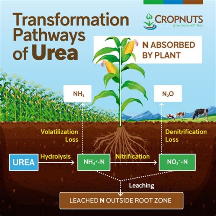 How does urea help plants grow?