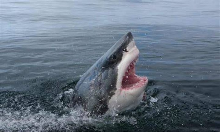 How far away can a shark smell blood?