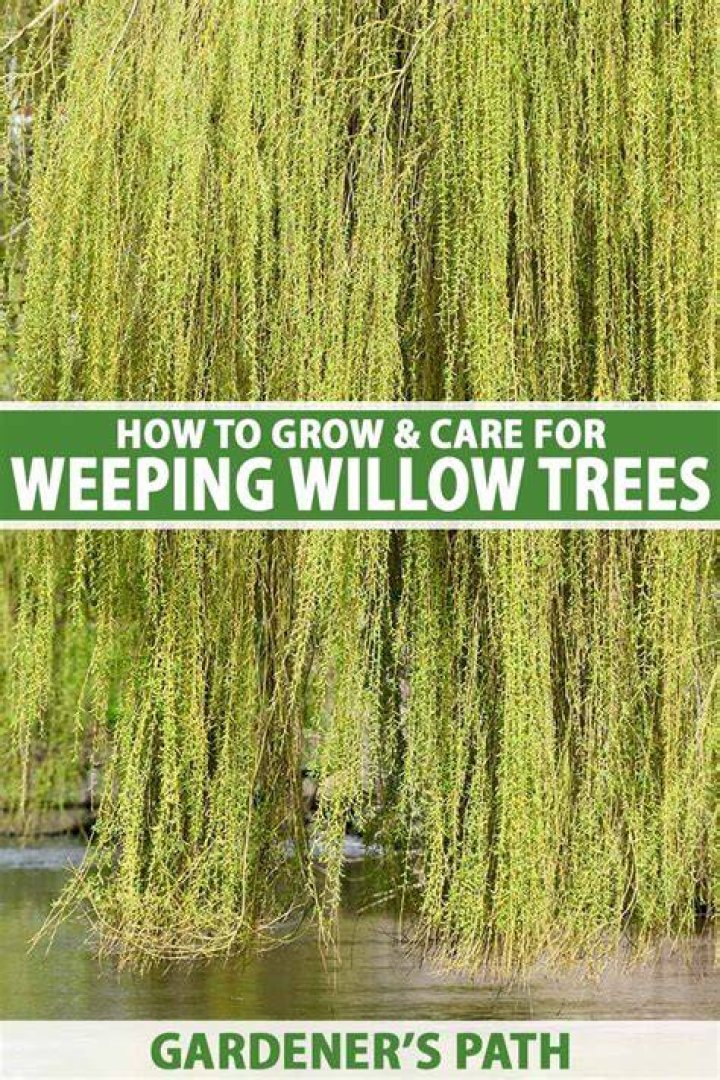 How far do weeping willow roots go?