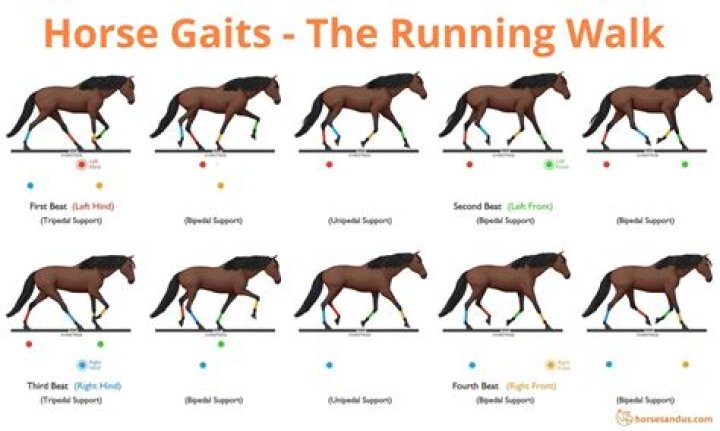 How fast can a horse trot?