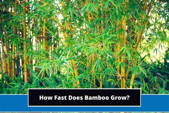How fast does fargesia bamboo grow?