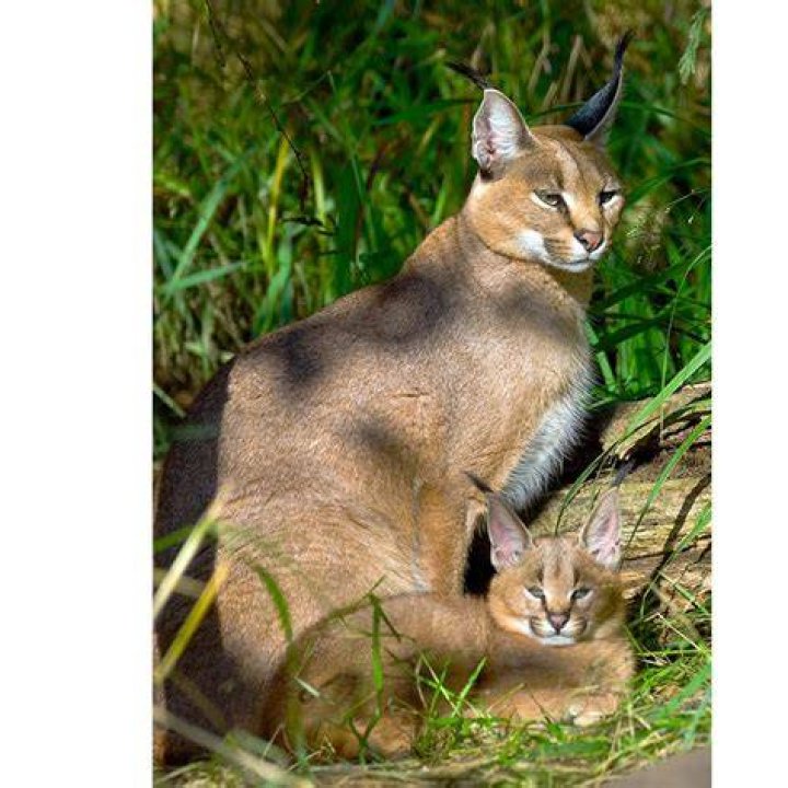 How fast is a caracal?